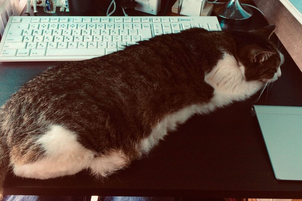 机を占領する猫