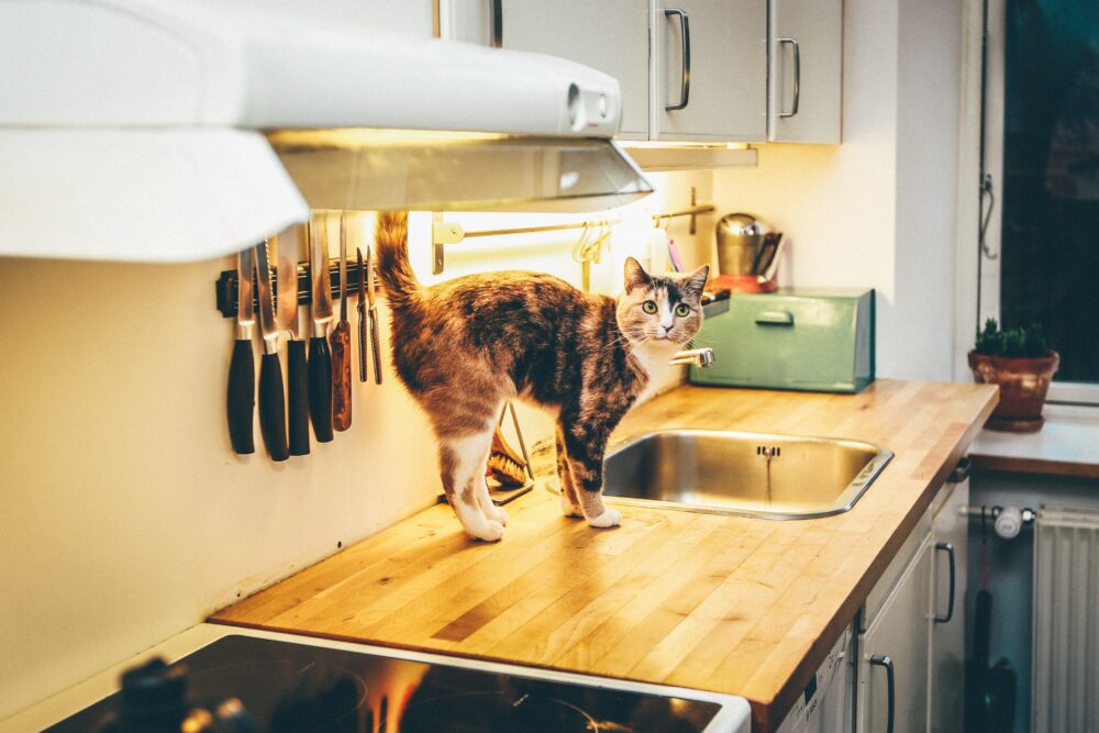 台所で遊ぶ猫